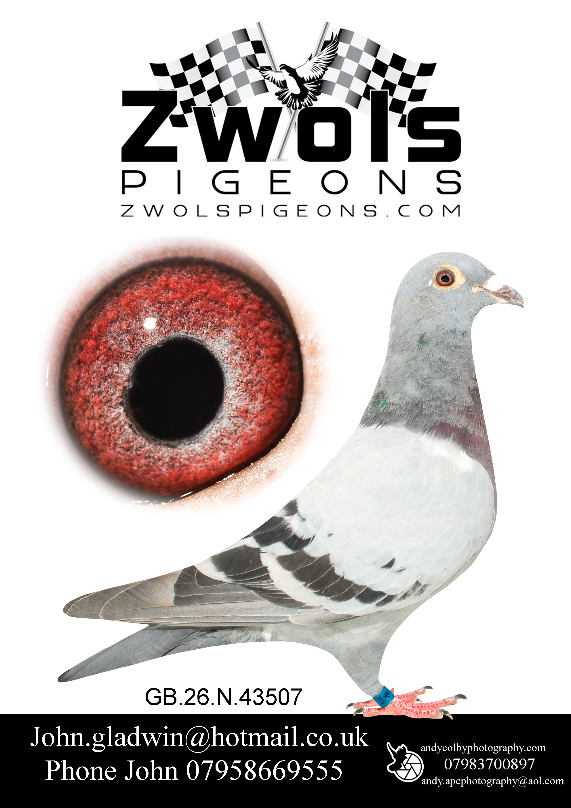 GB26N43507 BLUE HEN. Goemaere Bros Sprint Sensation Family. Gustave XIV bloodline throughout! Check out this pigeon and it’s pedigree!