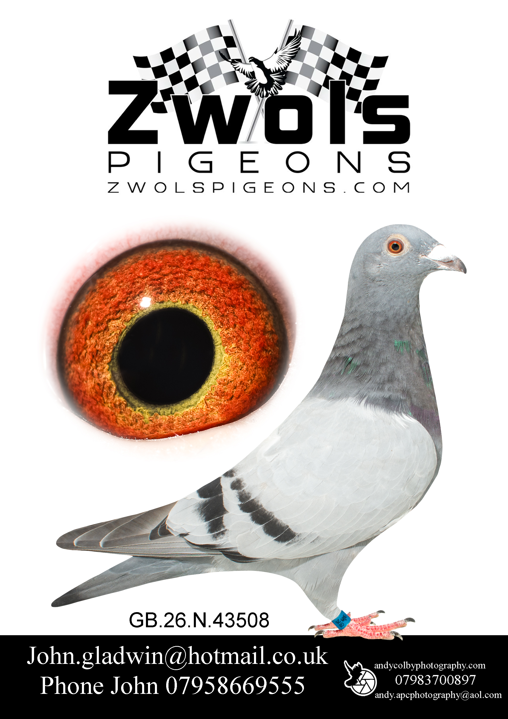 GB26N43508 BLUE COCK. Goemaere Bros Sprint Sensation Family. Rare pigeon. Grandson of Goemaere 10x1sts Theo!