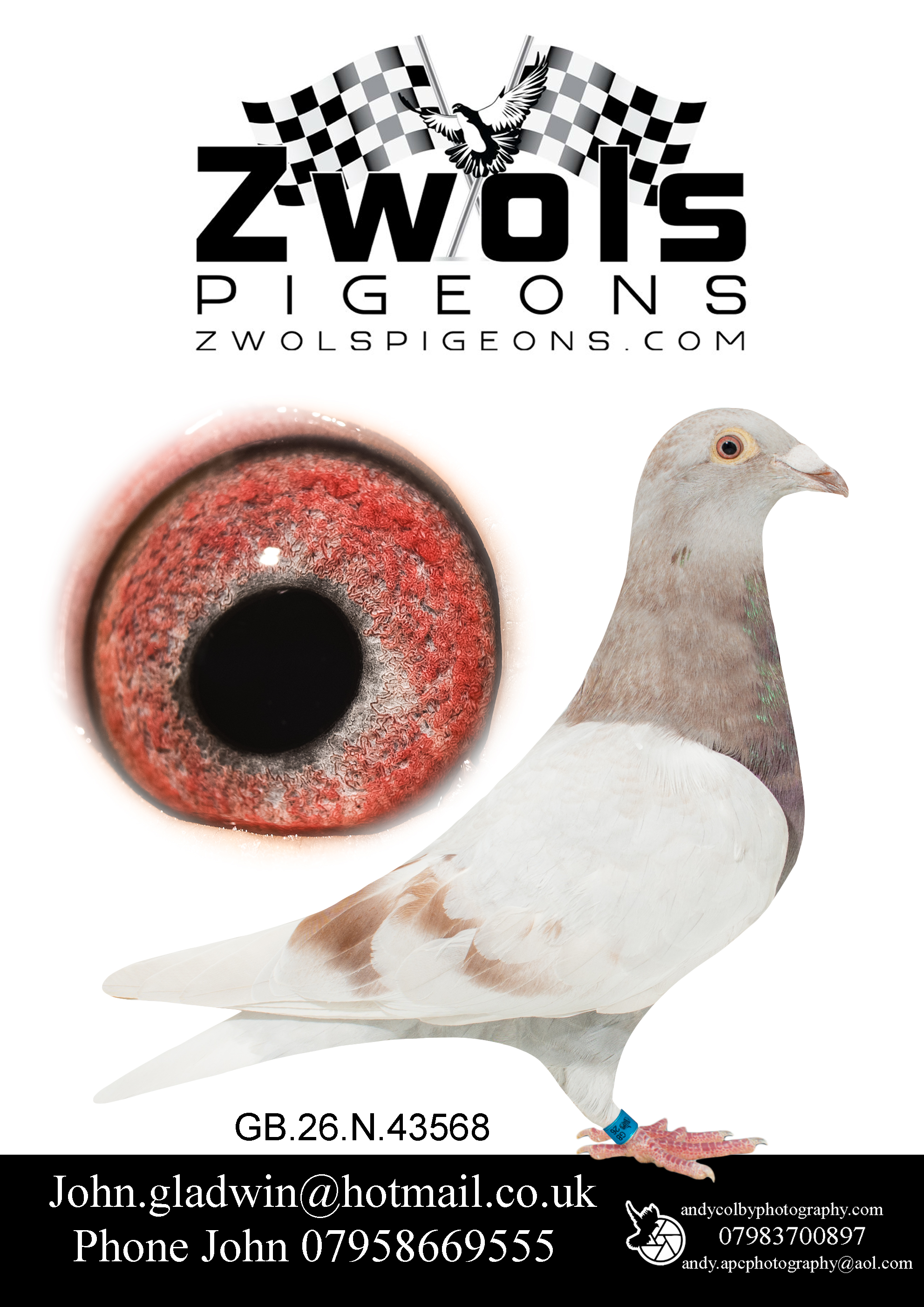 GB26N43568 MEALY HEN. Goemaere Bros Sprint Sensation Family. Gustave XIV on both side of this pigeons breeding!