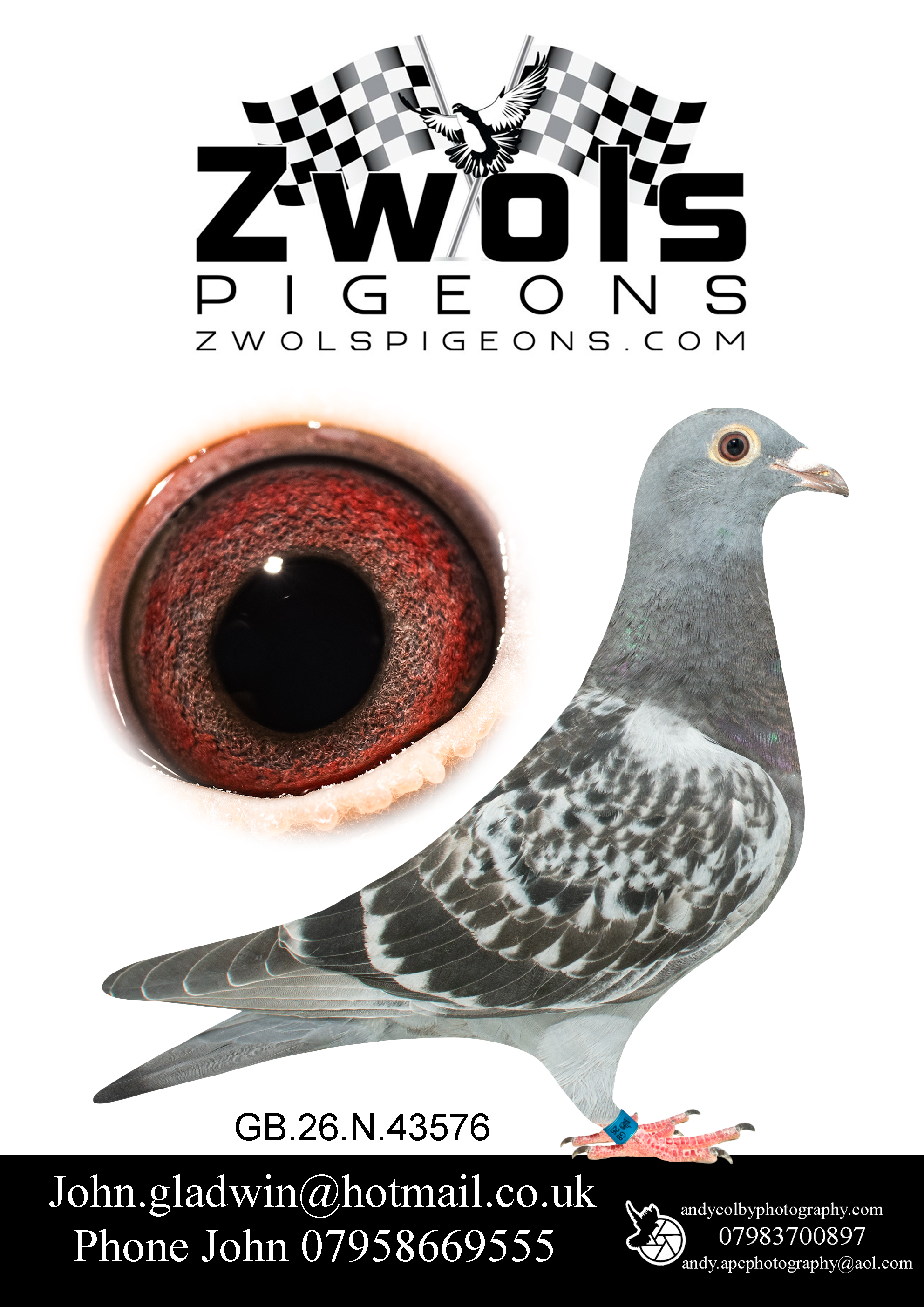 GB26N43576 DCH HEN. Goemaere Bros Sprint Sensation Family. Goemaere Bros Sprint Sensation Family. Gustave XIV on both side of this pigeons breeding!
