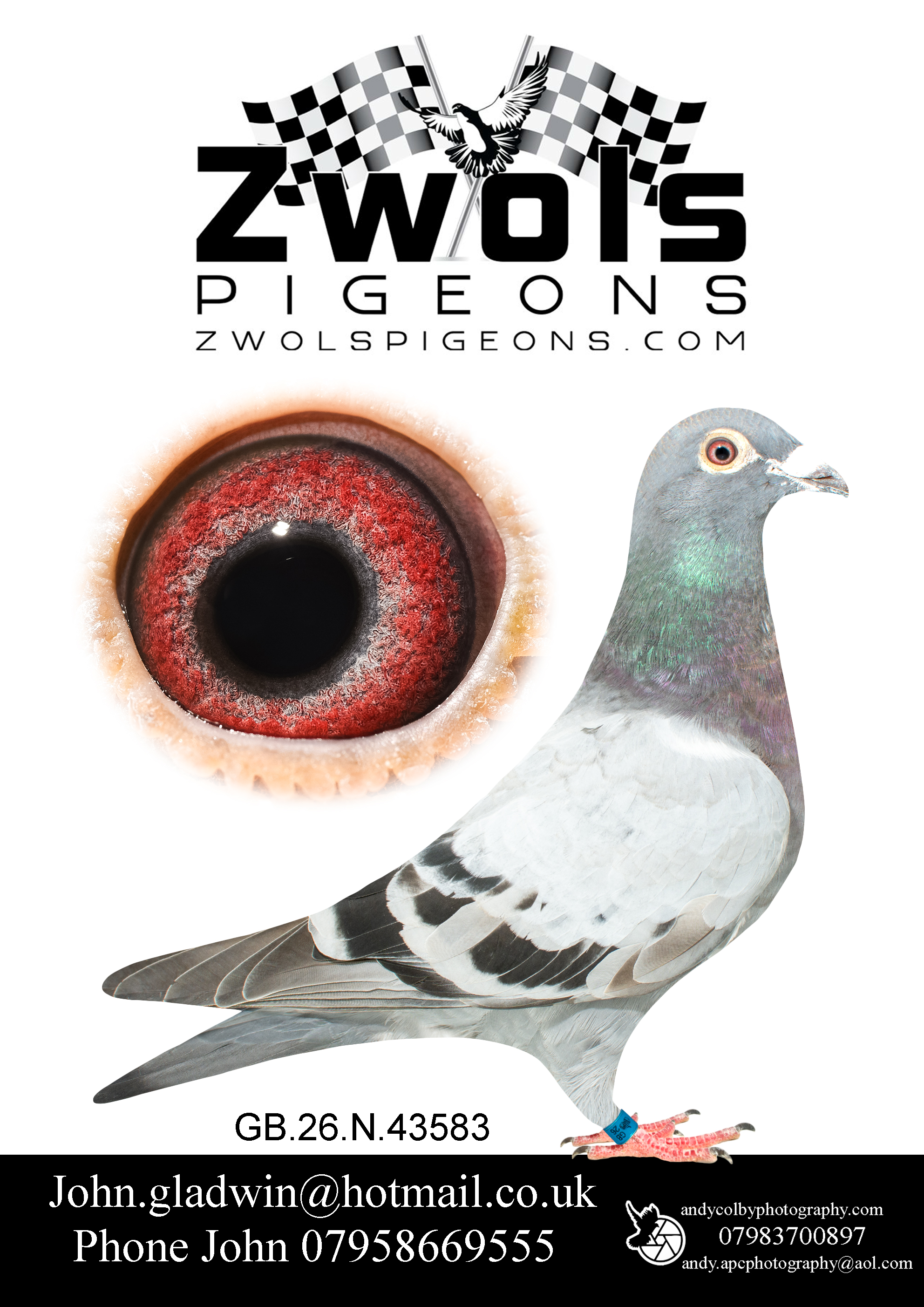 GB26N43583 BLUE UNKOWN SEX. Goemaere Bros Sprint Sensation Family.  Look at this pigeons pedigree and see the quality