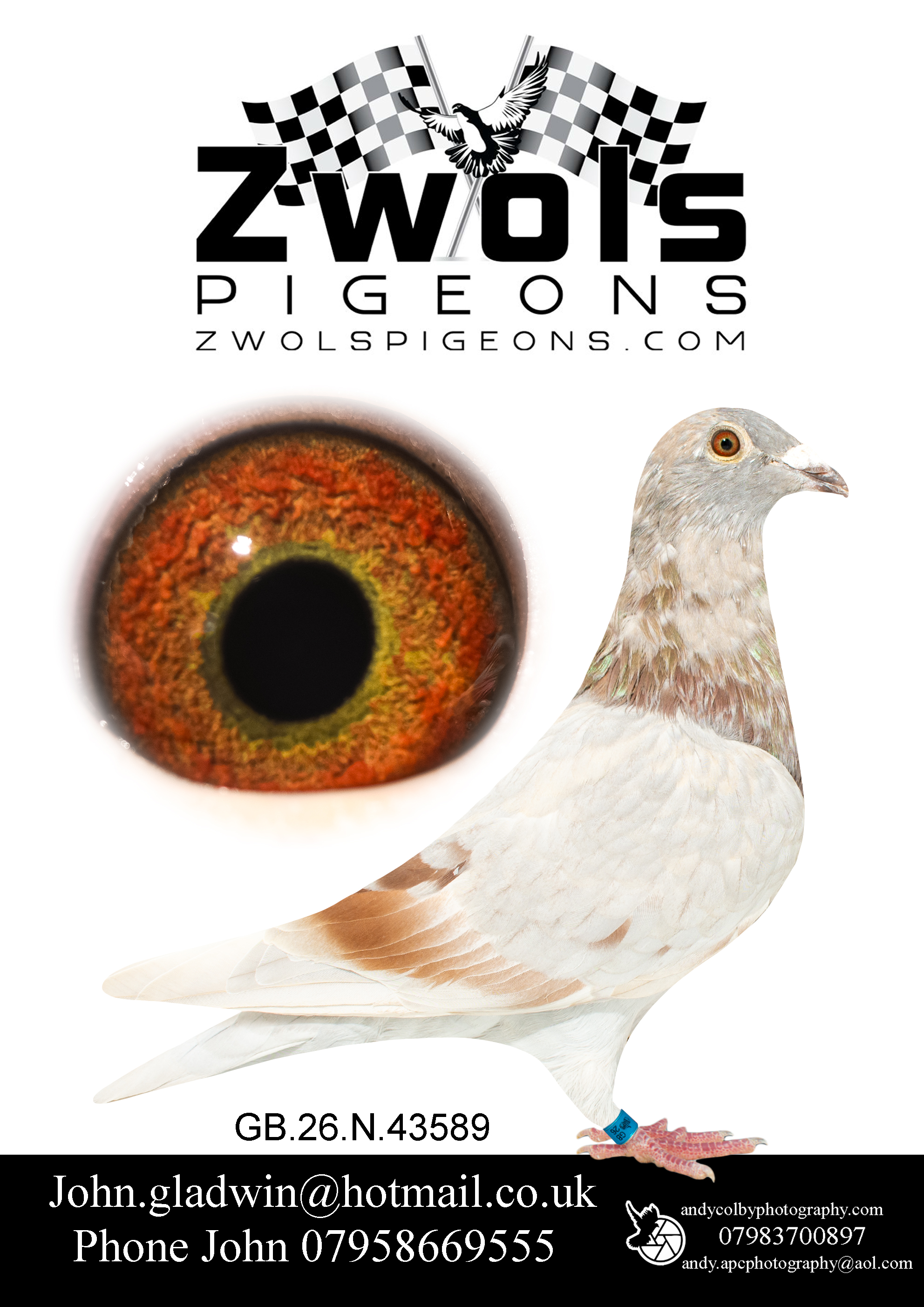 GB26N43589 MEALY HEN. Goemaere Bros Sprint Sensation Family. Gustave XIV and the legendary Rode 043 in this pigeons bloodlines.